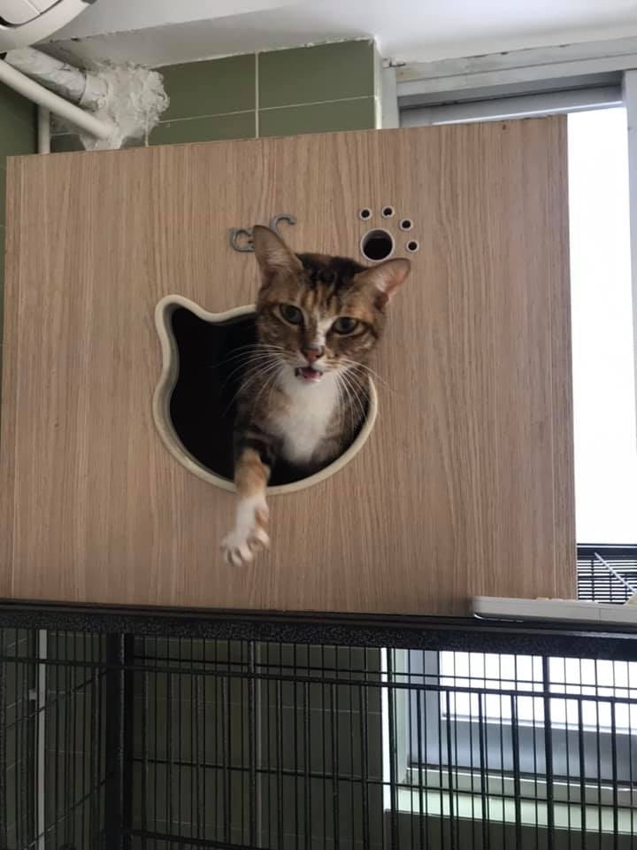 女事主輕生後,家中有大量貓隻有待處理。(Facebook@ 大澳流浪貓之家) 女事主輕生後,家中有大量貓隻有待處理。(Facebook@ 大澳流浪貓之家)