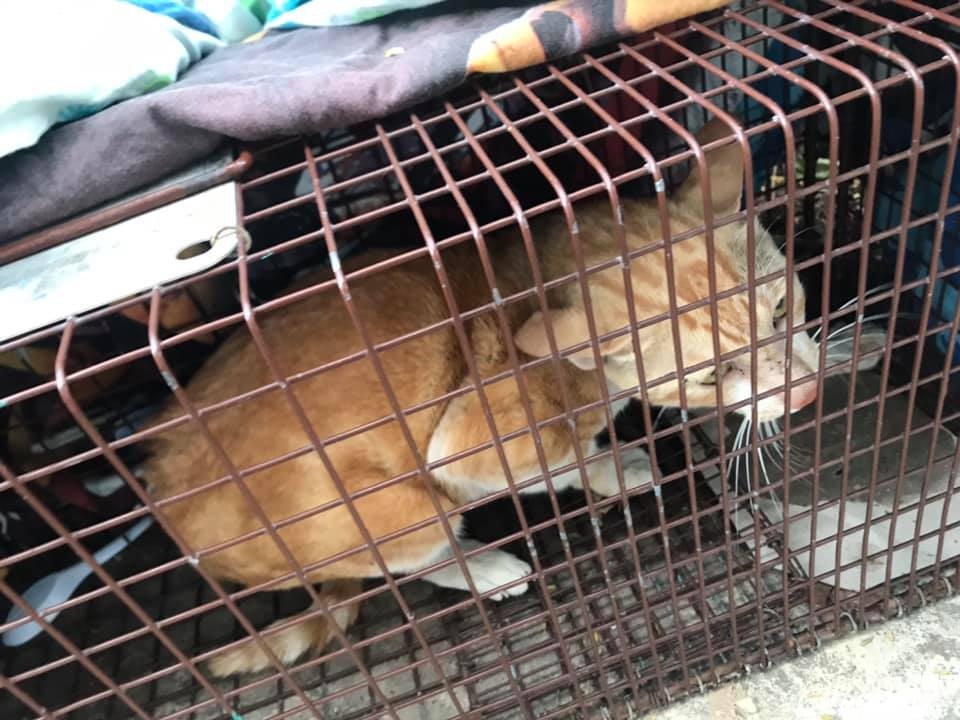 German:「我們要快過漁護署接走貓,不然一些脾氣較惡或有病的貓貓,好易被放棄。」(Facebook@ 大澳流浪貓之家) German:「我們要快過漁護署接走貓,不然一些脾氣較惡或有病的貓貓,好易被放棄。」(Facebook@ 大澳流浪貓之家)