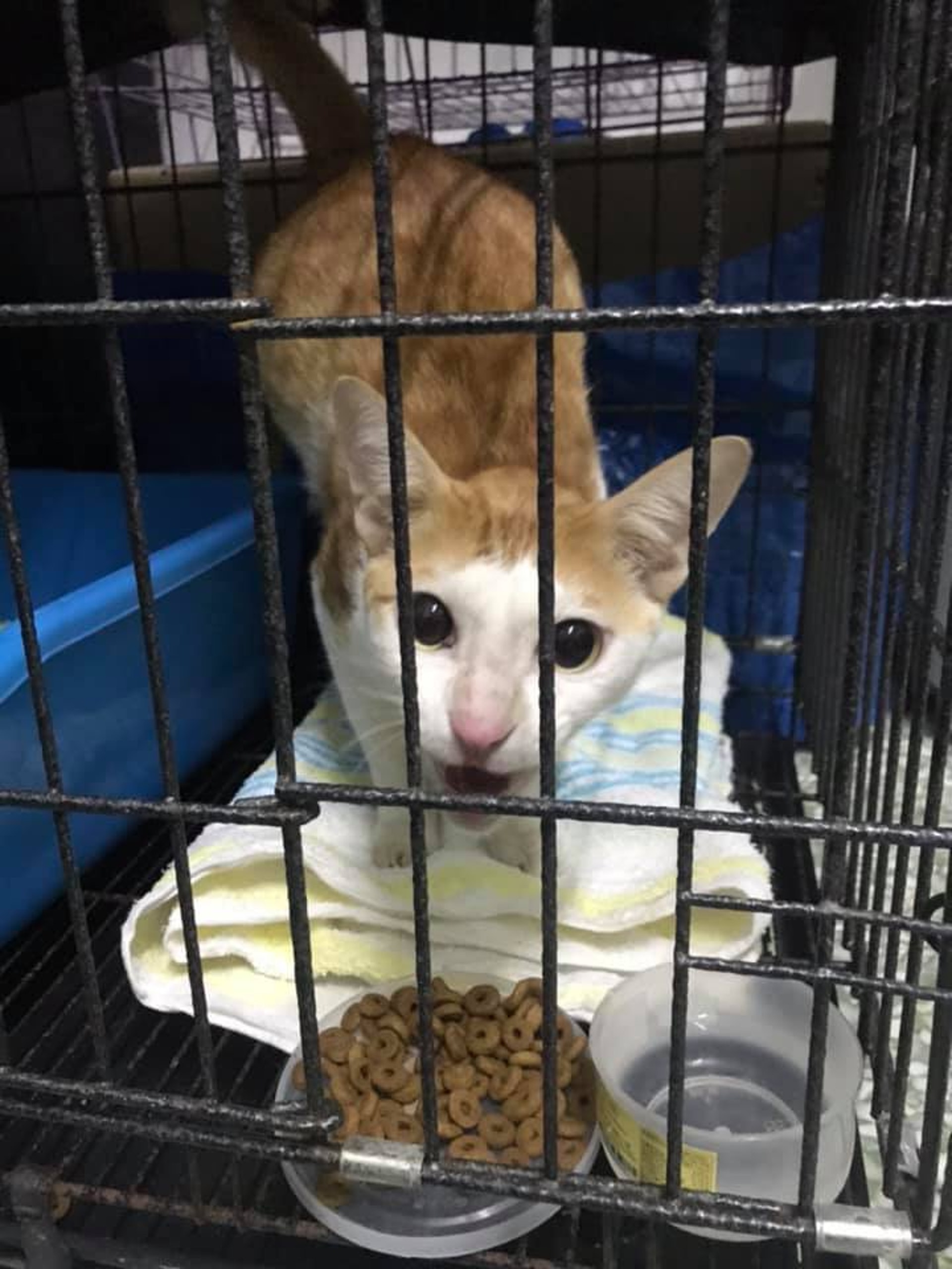 German:「以往聽到火燒山,蔓延狗場的嚴重事件,都覺得一定不會在自己身上發生。」(Facebook@ 大澳流浪貓之家) German:「以往聽到火燒山,蔓延狗場的嚴重事件,都覺得一定不會在自己身上發生。」(Facebook@ 大澳流浪貓之家)