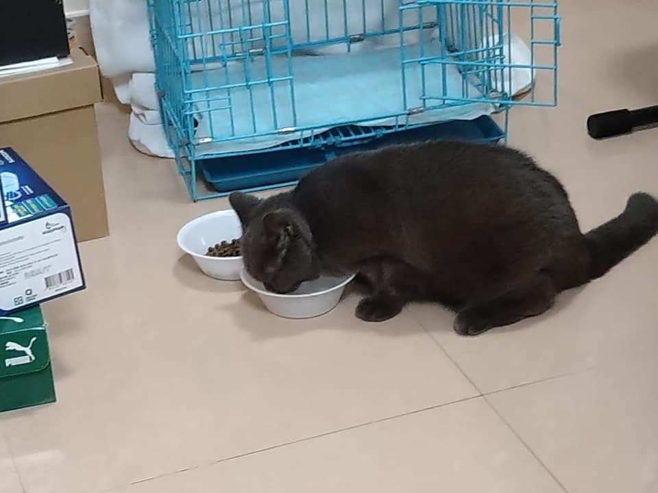 現時3隻名種貓亦交由朋友暫托。(Facebook@ 大澳流浪貓之家) 現時3隻名種貓亦交由朋友暫托。(Facebook@ 大澳流浪貓之家)