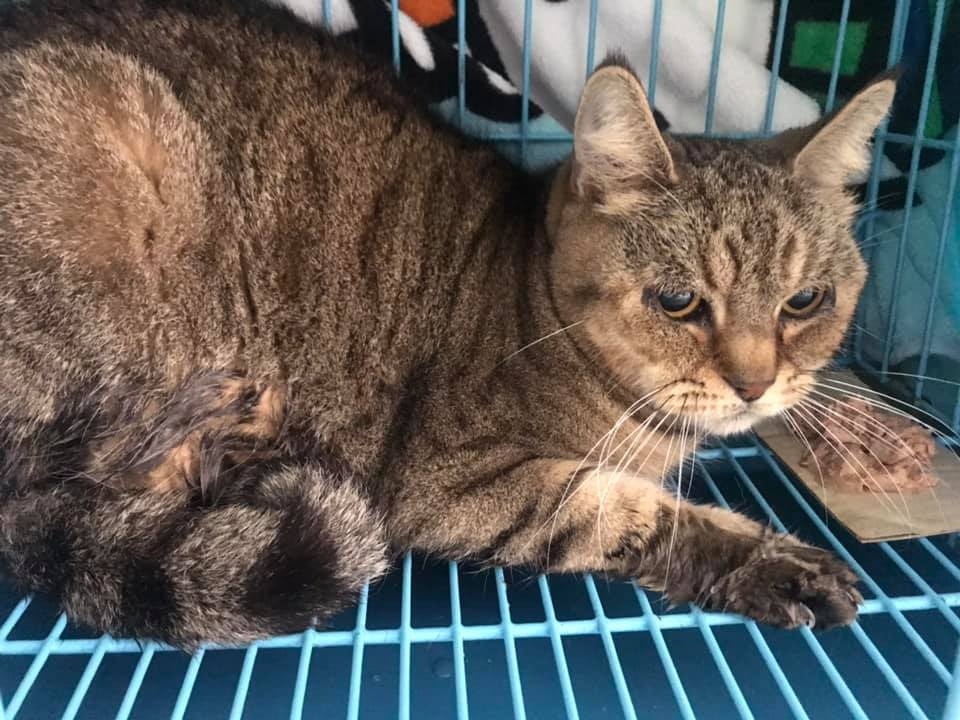 German:「事發前我已在街邊拾獲3隻名種貓,估計亦是女事主放走。」(Facebook@ 大澳流浪貓之家) German:「事發前我已在街邊拾獲3隻名種貓,估計亦是女事主放走。」(Facebook@ 大澳流浪貓之家)