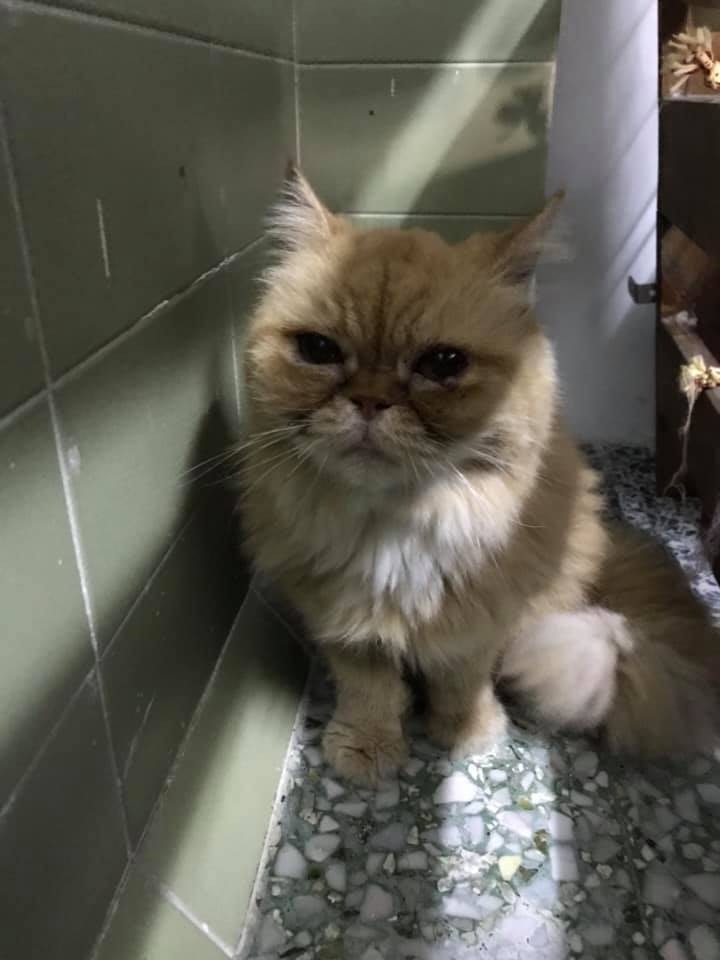 (Facebook@ 大澳流浪貓之家) (Facebook@ 大澳流浪貓之家)