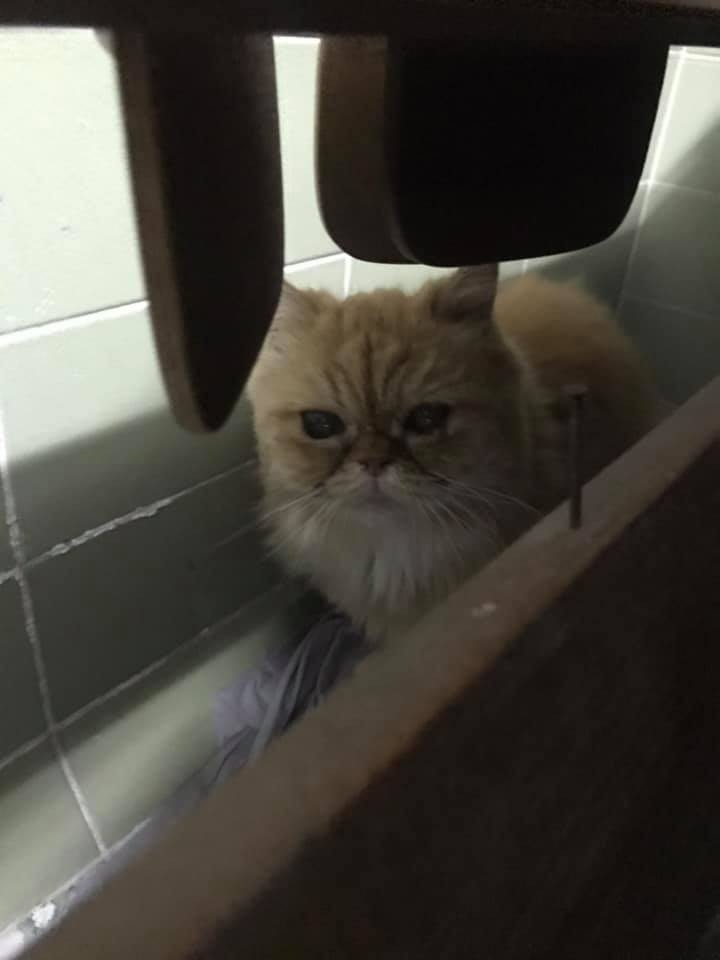 (Facebook@ 大澳流浪貓之家) (Facebook@ 大澳流浪貓之家)