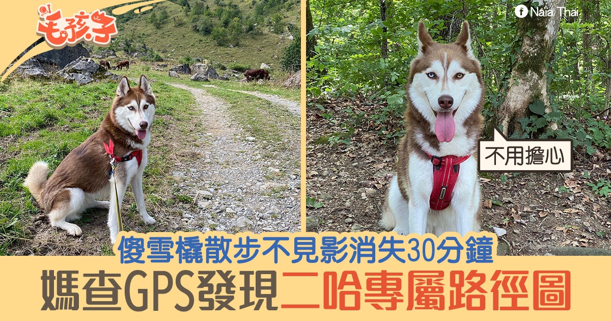 雪橇犬森林散步離奇消失30分鐘媽查gps發現 二哈專屬路徑 香港01 寵物
