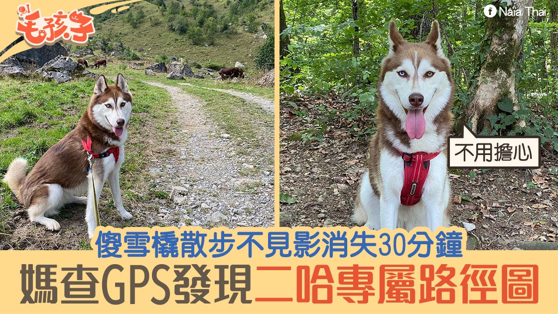 雪橇犬森林散步離奇消失30分鐘媽查gps發現 二哈專屬路徑 香港01 寵物 雪橇犬森林散步離奇消失30分鐘媽查gps發現 二哈專屬路徑 香港01 寵物