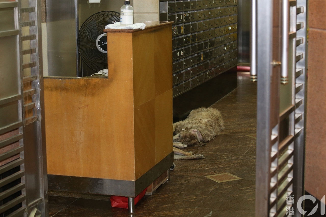 起火單位3隻狗被救出後,全告不治。(劉定安攝) 起火單位3隻狗被救出後,全告不治。(劉定安攝)