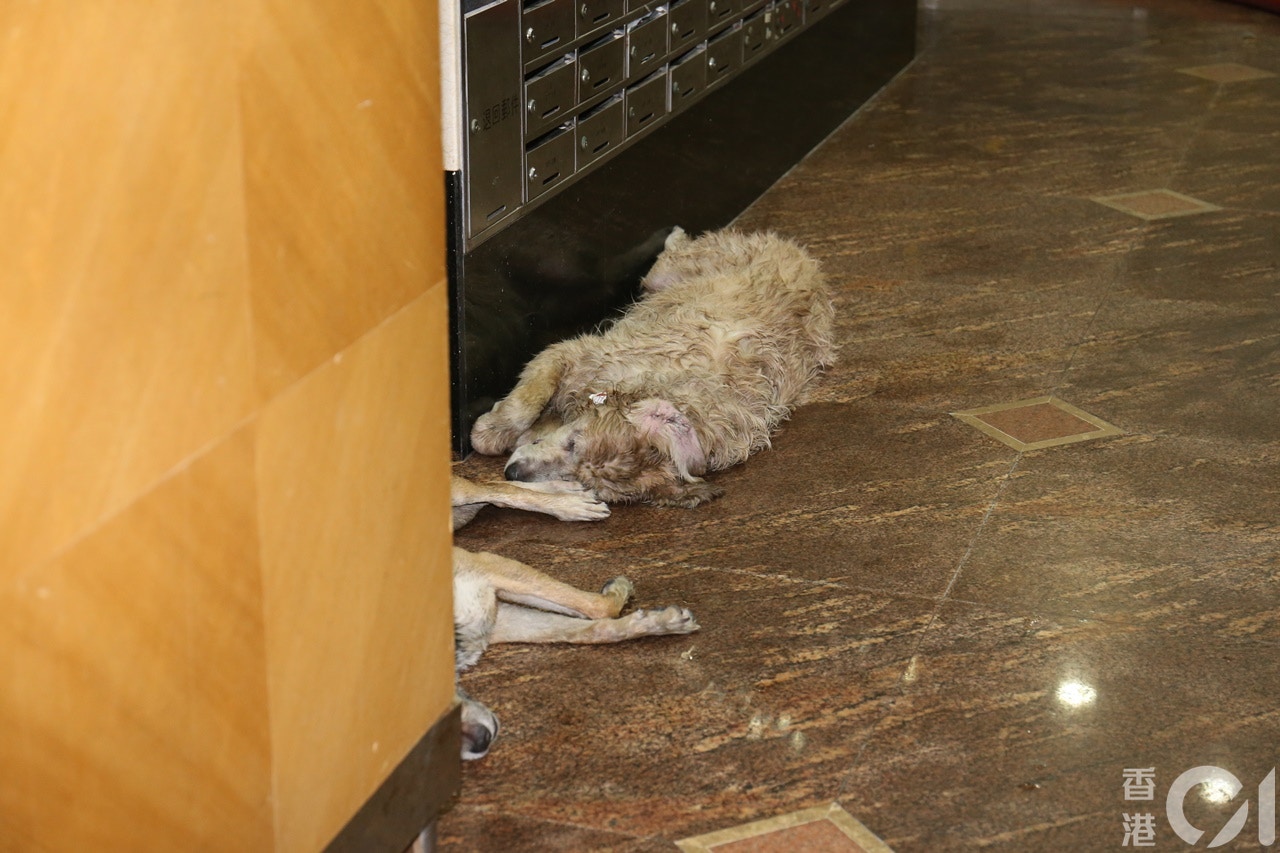 起火單位3隻狗被救出後,全告不治。(劉定安攝) 起火單位3隻狗被救出後,全告不治。(劉定安攝)