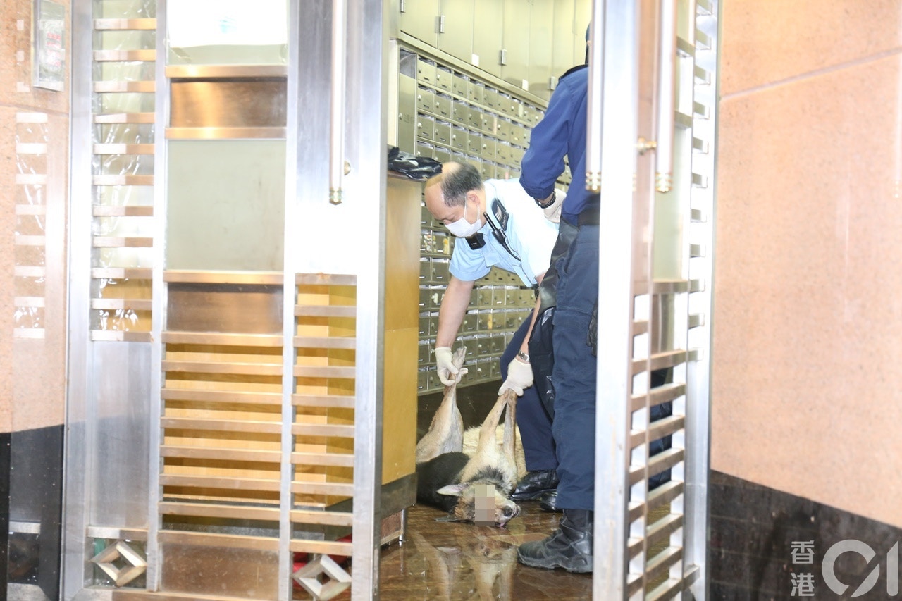 起火單位3隻狗被救出後,全告不治。(劉定安攝) 起火單位3隻狗被救出後,全告不治。(劉定安攝)