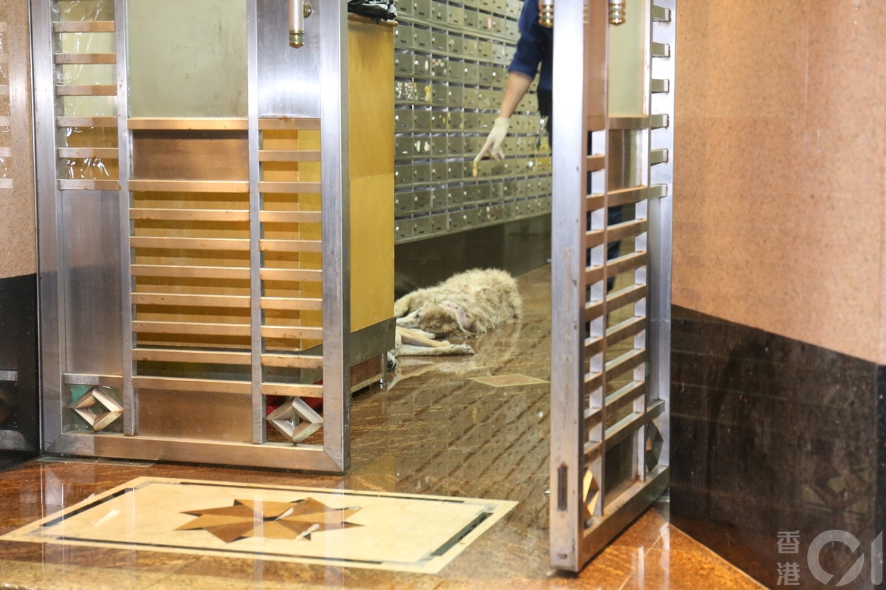 起火單位3隻狗被救出後,全告不治。(劉定安攝) 起火單位3隻狗被救出後,全告不治。(劉定安攝)