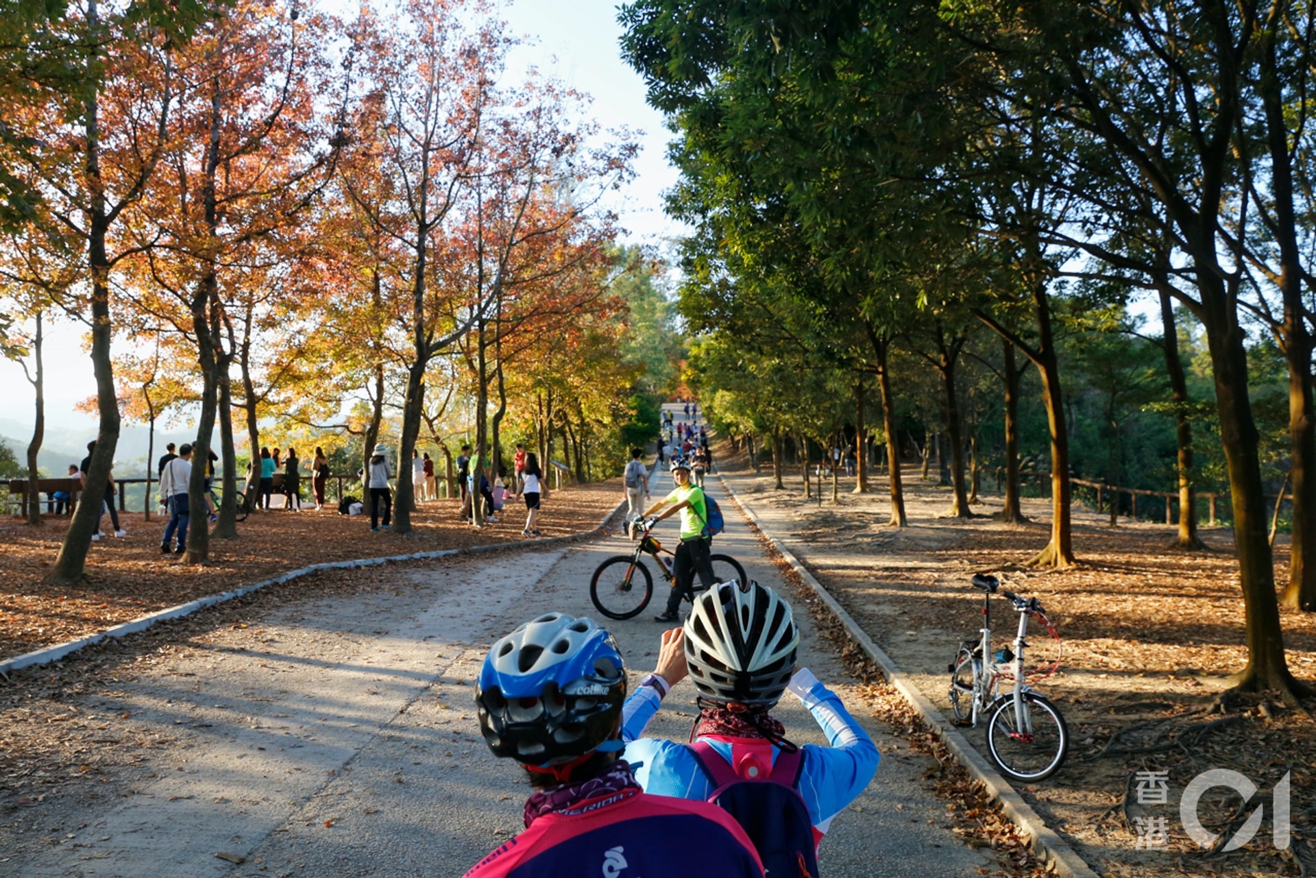 元朗睇紅葉大欖郊野公園楓香轉紅港鐵巴士安排特別班次來往 香港01 社會新聞
