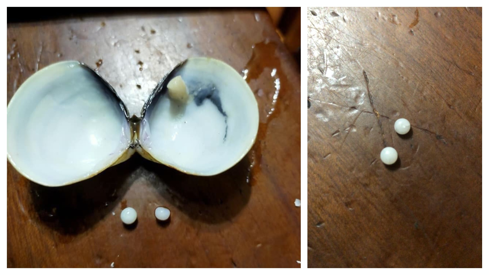 食海鮮送珍珠 台網民吃花甲見異物 興奮問:我要發財了? 食海鮮送珍珠 台網民吃花甲見異物 興奮問:我要發財了?