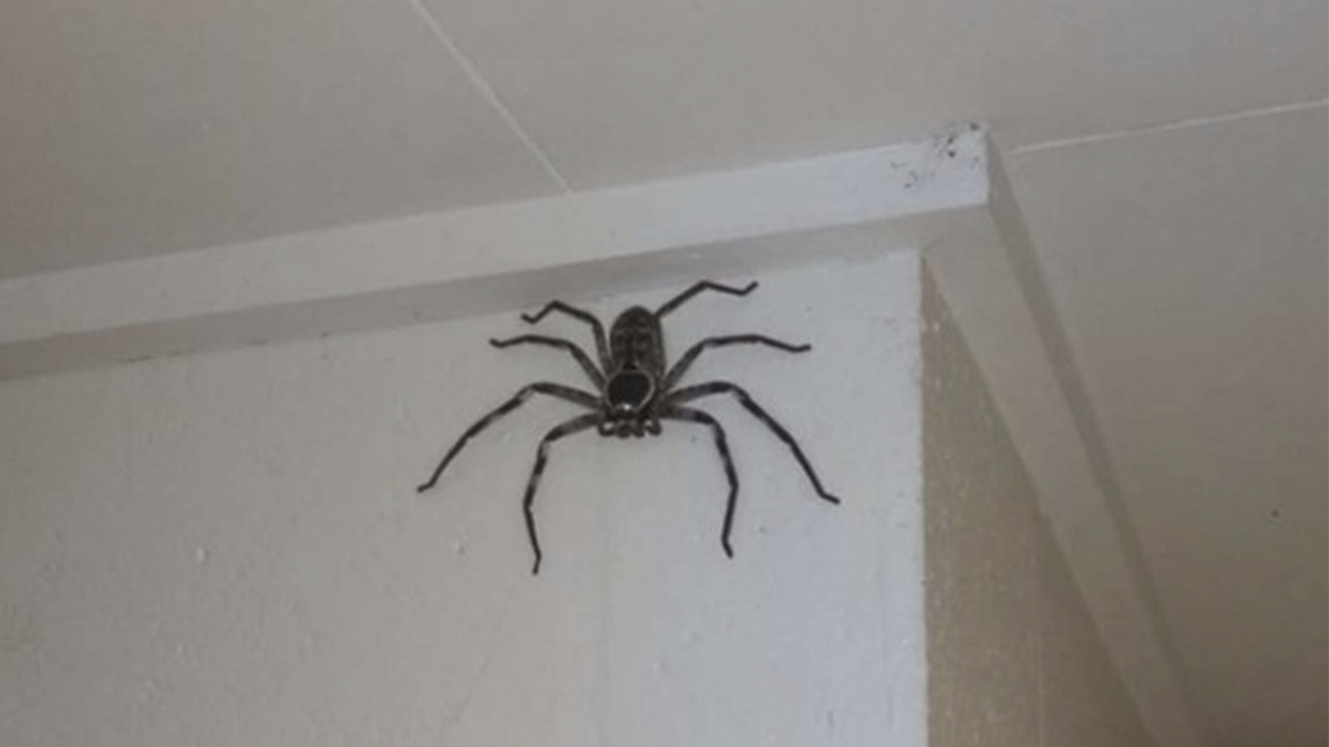慎入 澳洲巨型蜘蛛闖民居住足1年無被殺反而變住客 慎入 澳洲巨型蜘蛛闖民居住足1年無被殺反而變住客