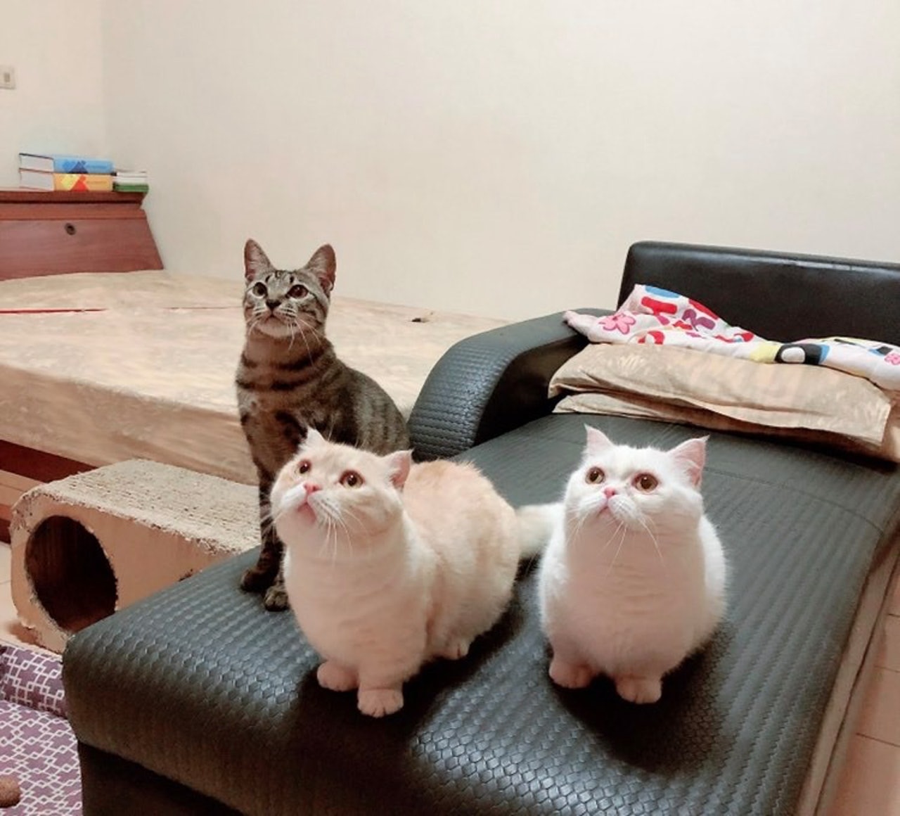 獸醫檢查發現貓嘔吐屬正常體內只有這東西網民 裝病看美女 獸醫檢查發現貓嘔吐屬正常體內只有這東西網民 裝病看美女