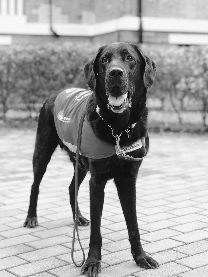 香港首隻導盲犬種犬Tovi是拉布拉多犬,男,性格溫純乖巧,今日因肺癌辭世,終年八歲。(資料圖片/周詠雯攝) 香港首隻導盲犬種犬Tovi是拉布拉多犬,男,性格溫純乖巧,今日因肺癌辭世,終年八歲。(資料圖片/周詠雯攝)