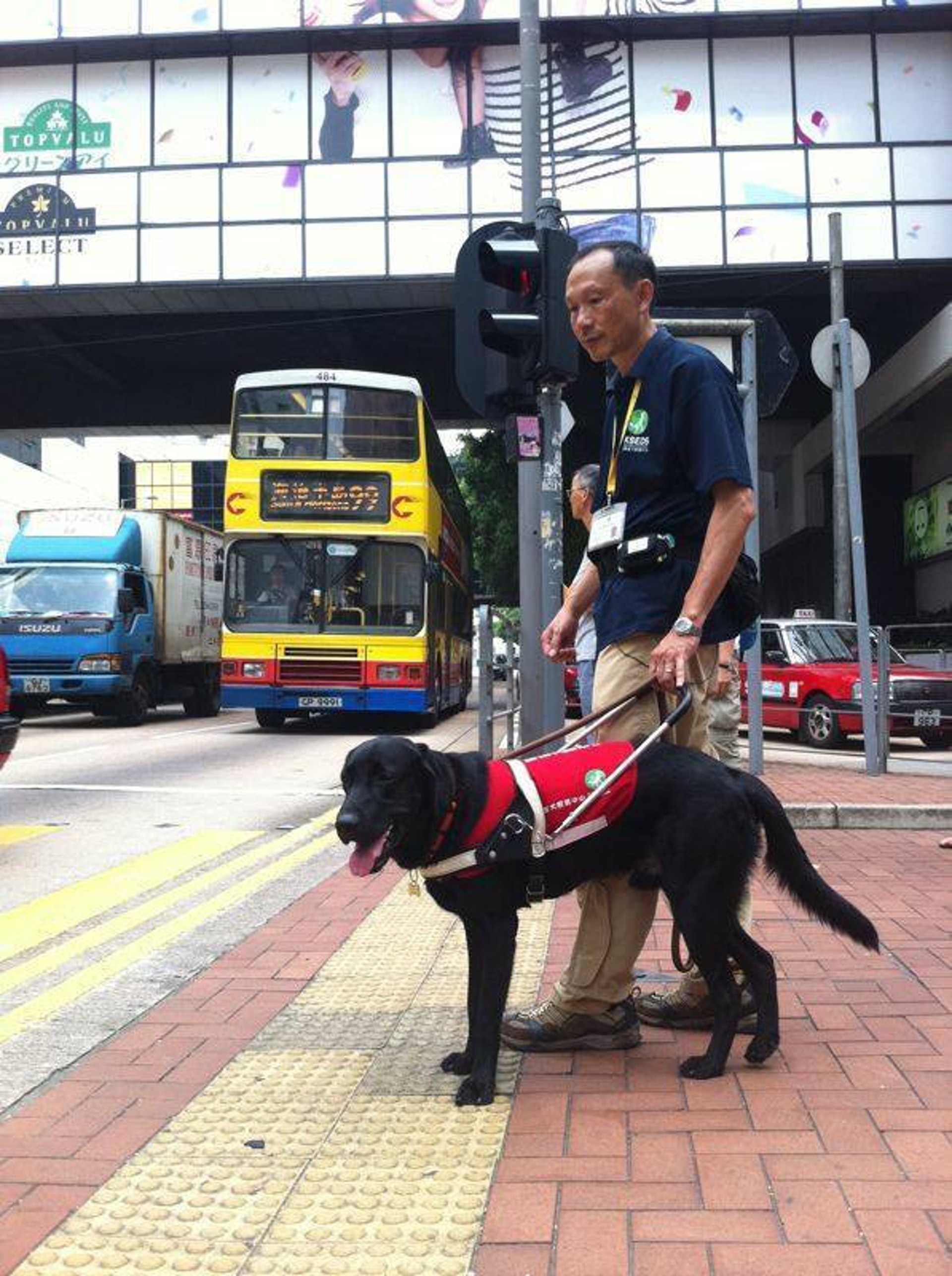 2013年,幼犬Tovi正接受訓練。(香港導盲犬服務中心之幼兒天地Facebook截圖) 2013年,幼犬Tovi正接受訓練。(香港導盲犬服務中心之幼兒天地Facebook截圖)
