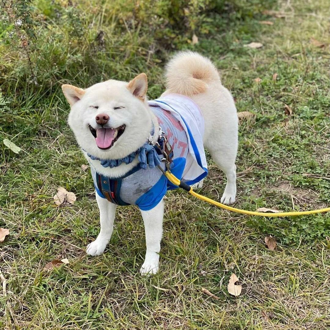 狗界最懶白柴犬邊吃狗糧邊睡覺成話題媽尷尬回應牠有特殊專長