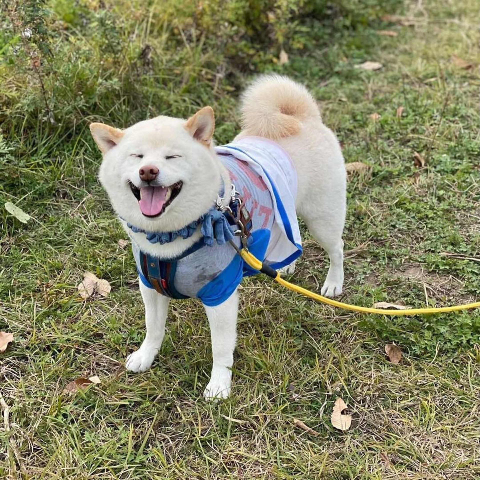 狗界最懶白柴犬邊吃狗糧邊睡覺成話題媽尷尬回應牠有特殊專長 狗界最懶白柴犬邊吃狗糧邊睡覺成話題媽尷尬回應牠有特殊專長