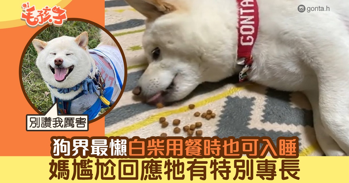 狗界最懶白柴犬邊吃狗糧邊睡覺成話題媽尷尬回應牠有特殊專長