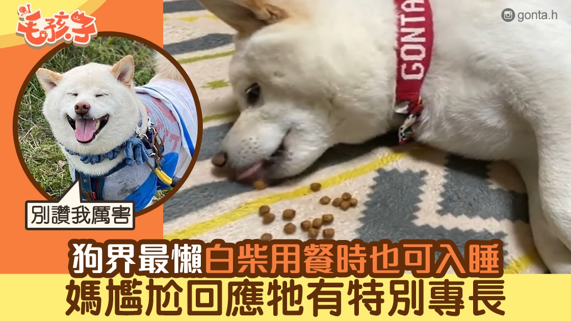狗界最懶白柴犬邊吃狗糧邊睡覺成話題媽尷尬回應牠有特殊專長 狗界最懶白柴犬邊吃狗糧邊睡覺成話題媽尷尬回應牠有特殊專長