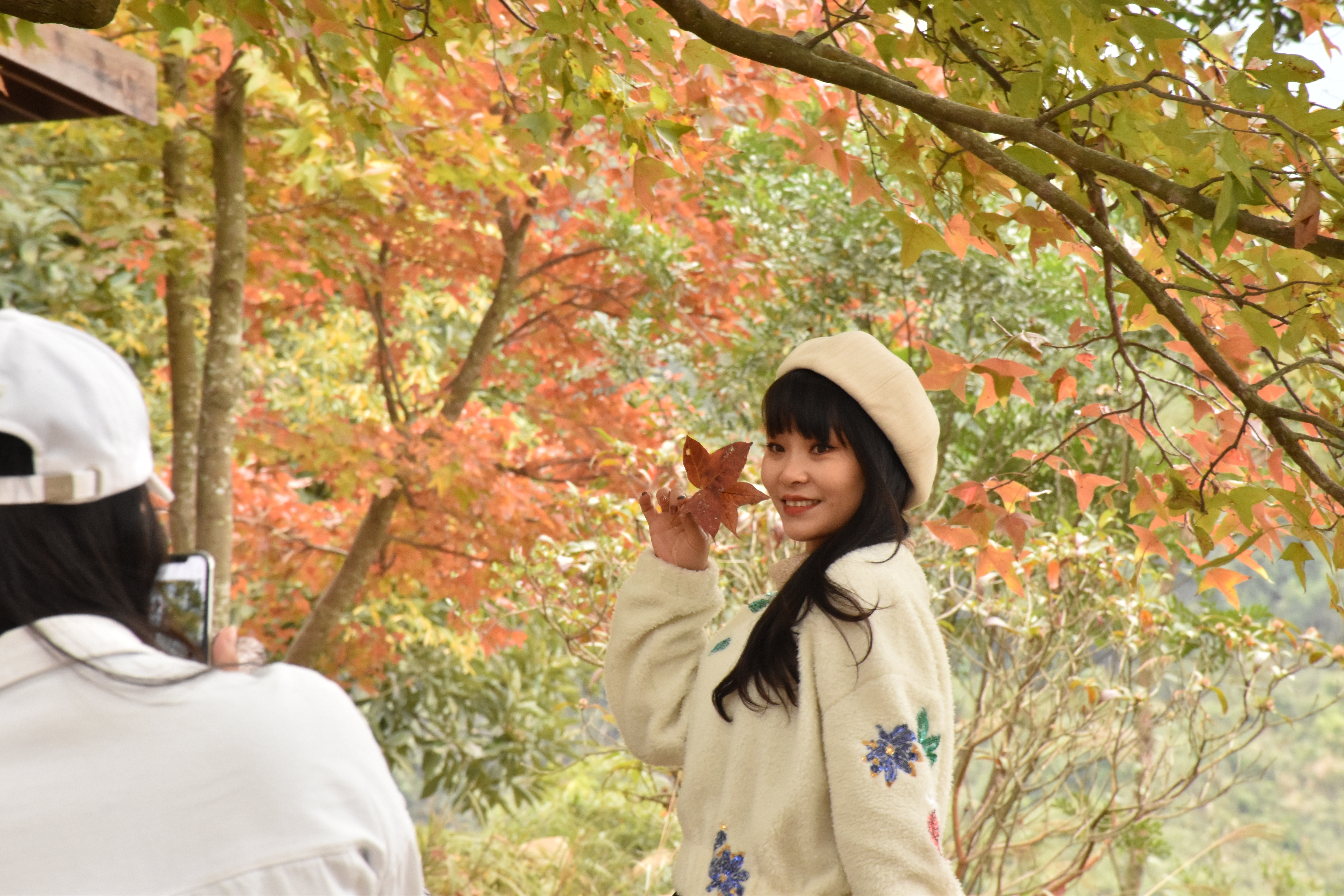 在閒日，大棠楓香林已經人山人海，郊遊人士觀賞紅葉。（顏銘輝攝）