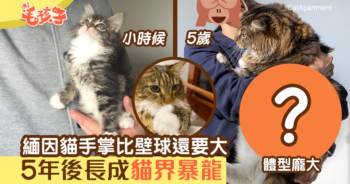 日本緬因貓手掌比壁球還要巨5年時間由手抱變成 貓界暴龍 香港01 寵物