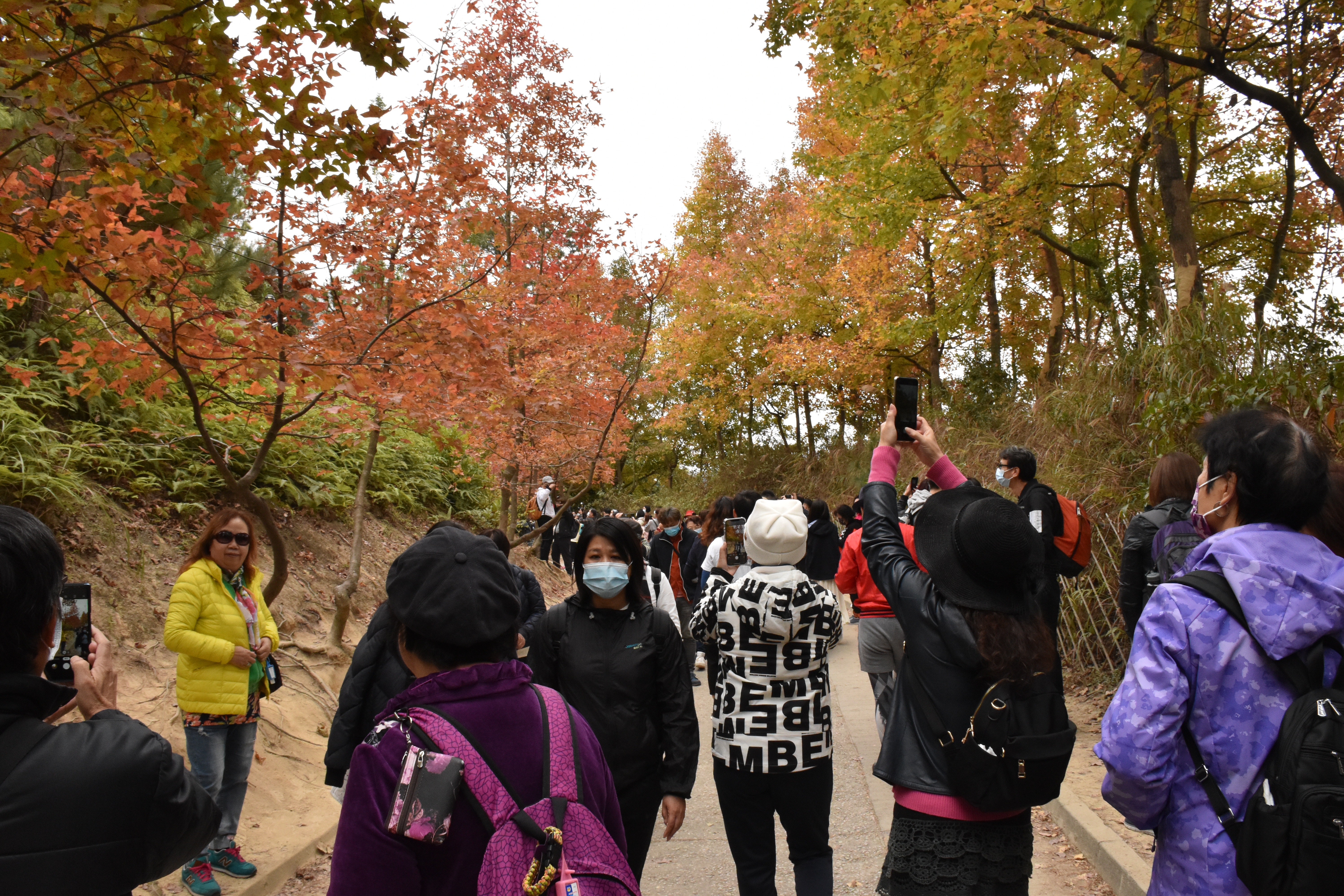 大棠紅葉元旦周末紅至極紅少部分已開始落葉勿失時機 行山