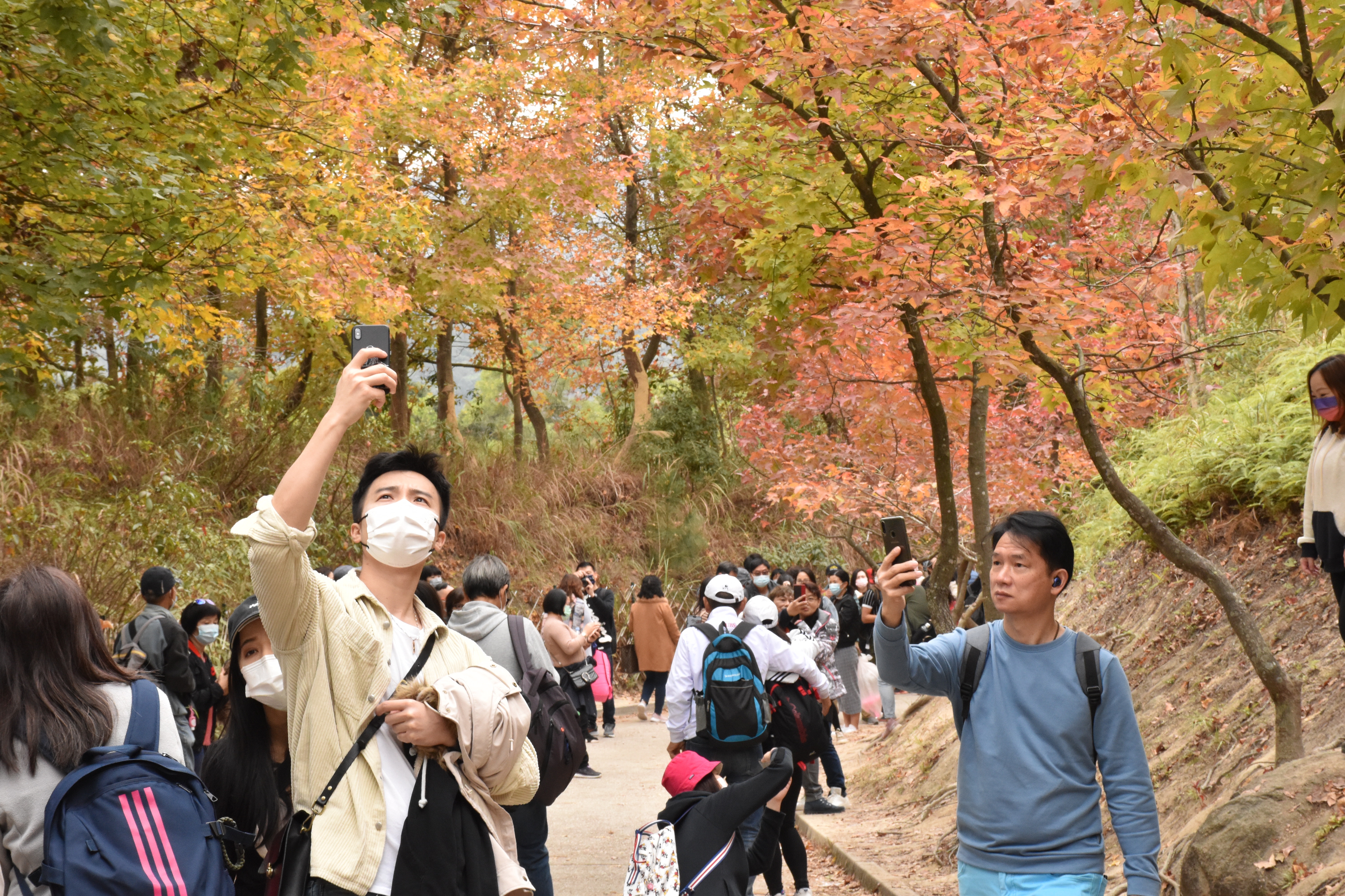 在閒日，大棠楓香林已經人山人海，郊遊人士觀賞紅葉。（顏銘輝攝）