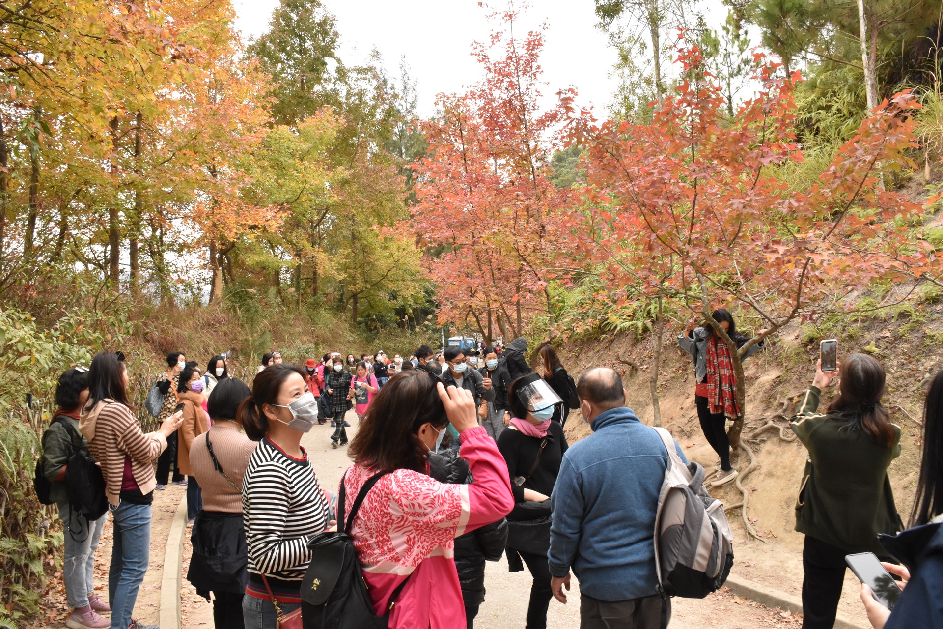 在閒日,大棠楓香林已經人山人海,郊遊人士觀賞紅葉。(顏銘輝攝) 在閒日,大棠楓香林已經人山人海,郊遊人士觀賞紅葉。(顏銘輝攝)