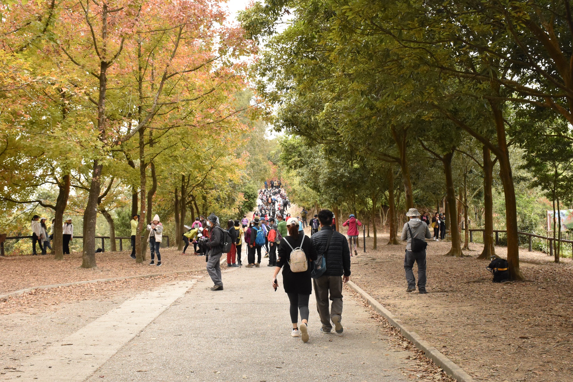 在閒日,大棠楓香林已經人山人海,郊遊人士觀賞紅葉。(顏銘輝攝) 在閒日,大棠楓香林已經人山人海,郊遊人士觀賞紅葉。(顏銘輝攝)