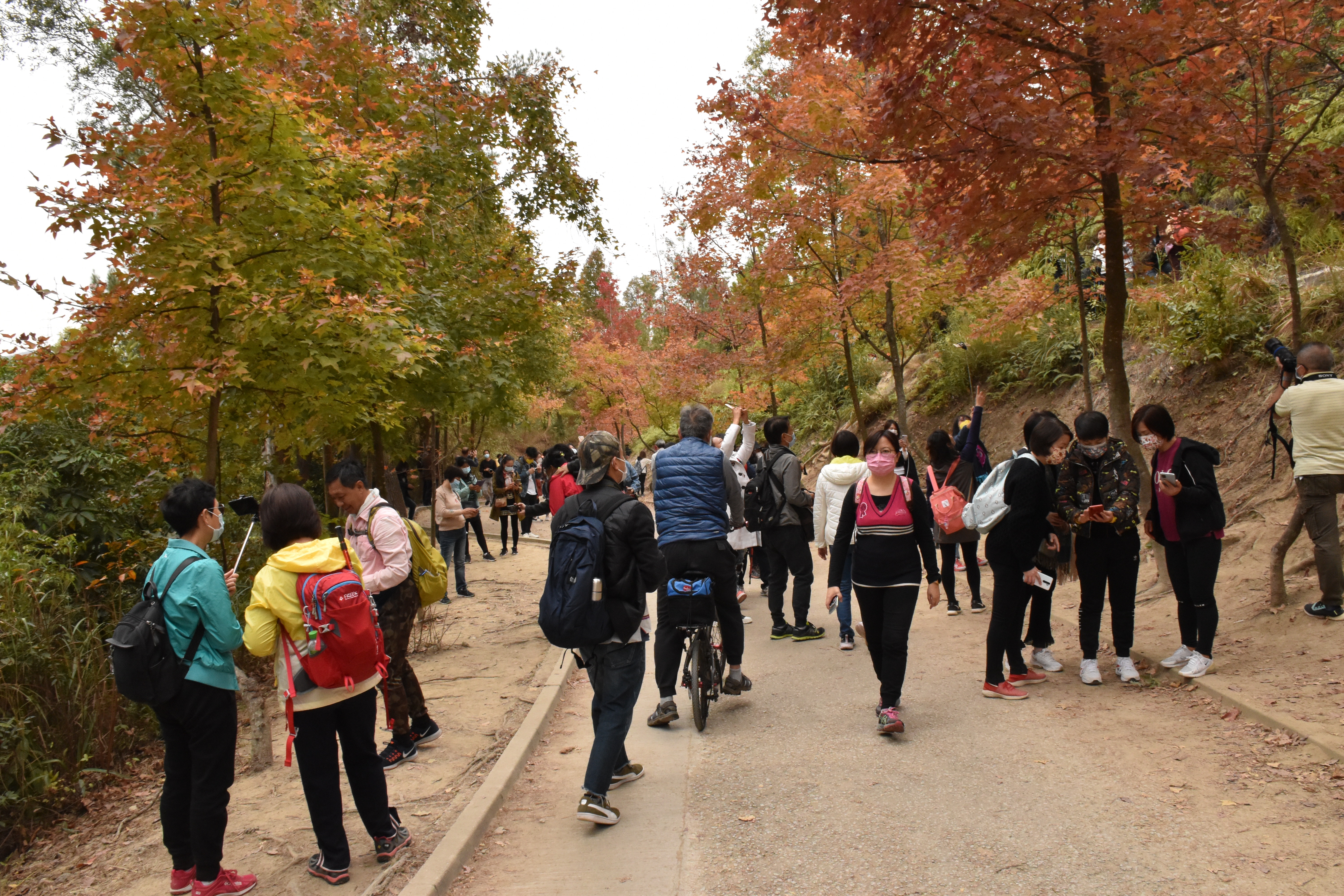 大棠 紅葉指數 更新為極紅部分落葉要捉緊紅葉尾巴 行山 大棠 紅葉指數 更新為極紅部分落葉要捉緊紅葉尾巴 行山