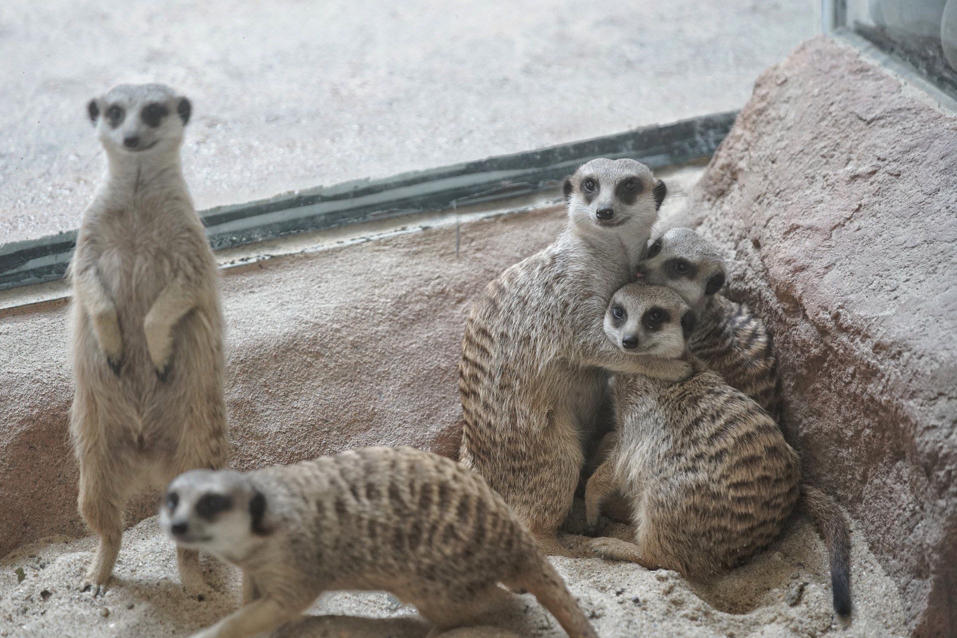 海洋公園動物死亡動物少近兩成12隻狐朦bb夭折