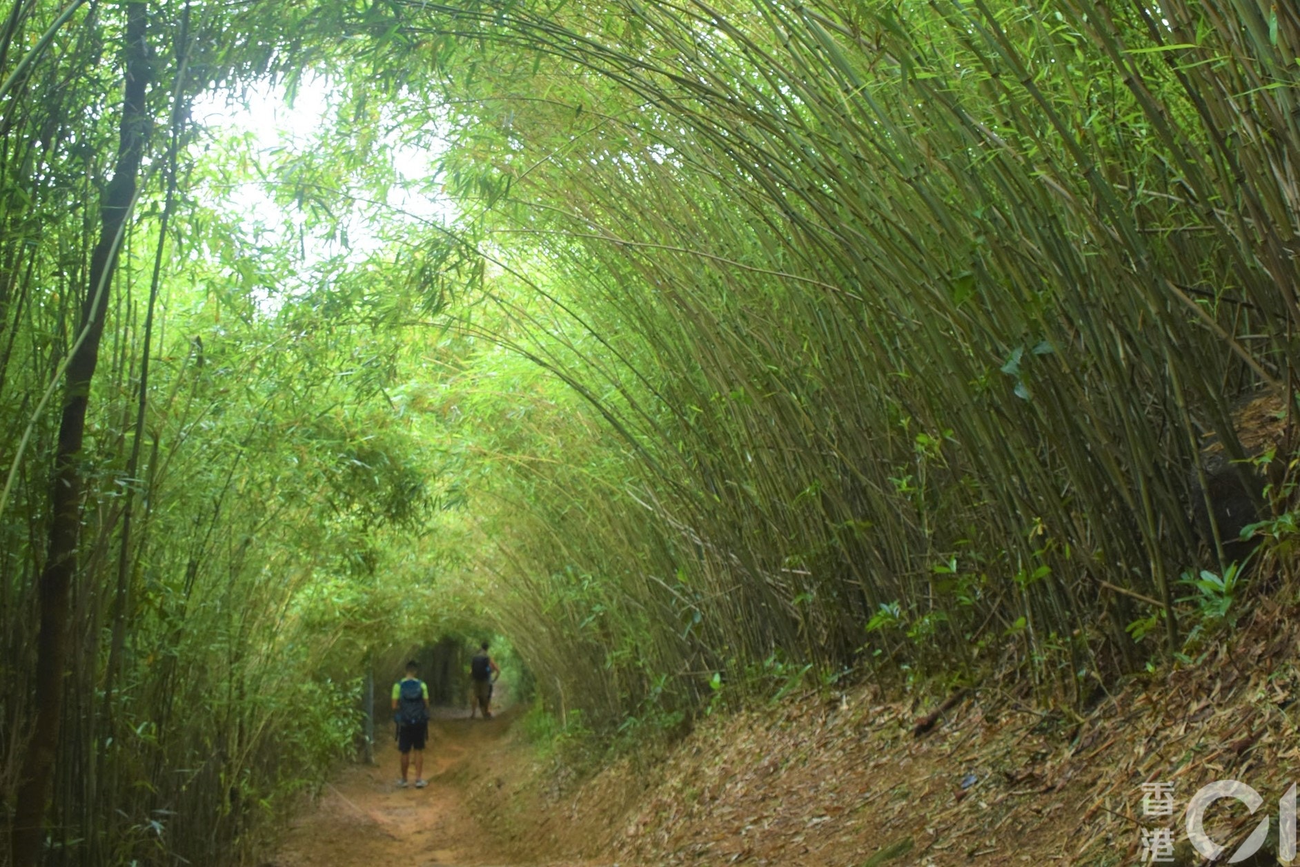 港版嵐山 4大竹林隧道打卡行山 茅坪深幽環道 大埔燕岩茂林