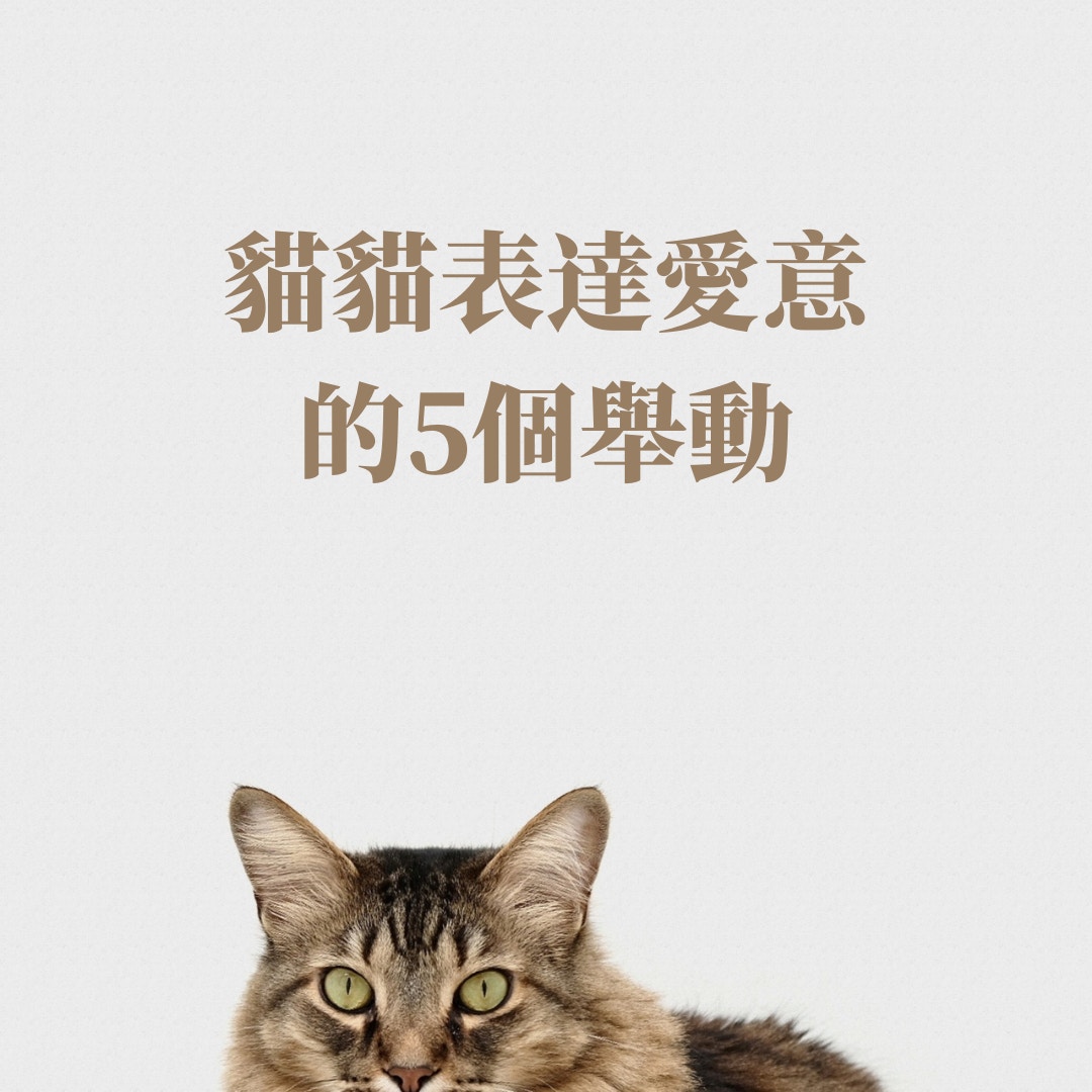 貓貓表達愛意的5個舉動（01製圖，Unsplash／charliedeets）