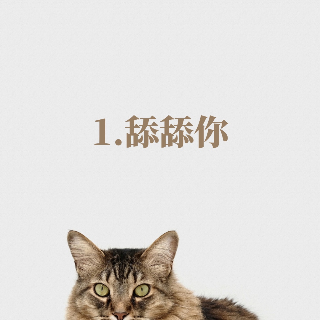 貓貓表達愛意的5個舉動（01製圖，Unsplash／charliedeets）