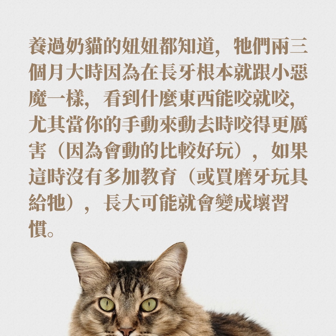 貓咪睡姿反映心理？盤點10種常見姿勢：睡覺露肚代表有安全感