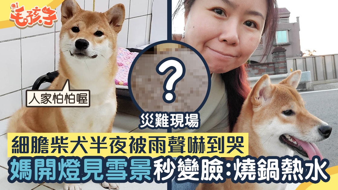 膽小柴犬半夜被大雨聲嚇到哭媽心痛開燈安撫見全屋雪景秒變臉 香港01 寵物 膽小柴犬半夜被大雨聲嚇到哭媽心痛開燈安撫見全屋雪景秒變臉 香港01 寵物
