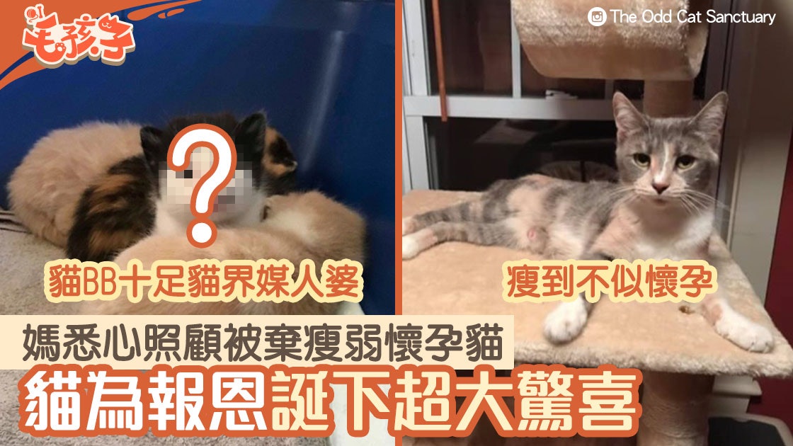 瘦弱三色貓因懷孕被拋棄得義工悉心照顧 貓媽為報恩誕下超大驚喜 瘦弱三色貓因懷孕被拋棄得義工悉心照顧 貓媽為報恩誕下超大驚喜