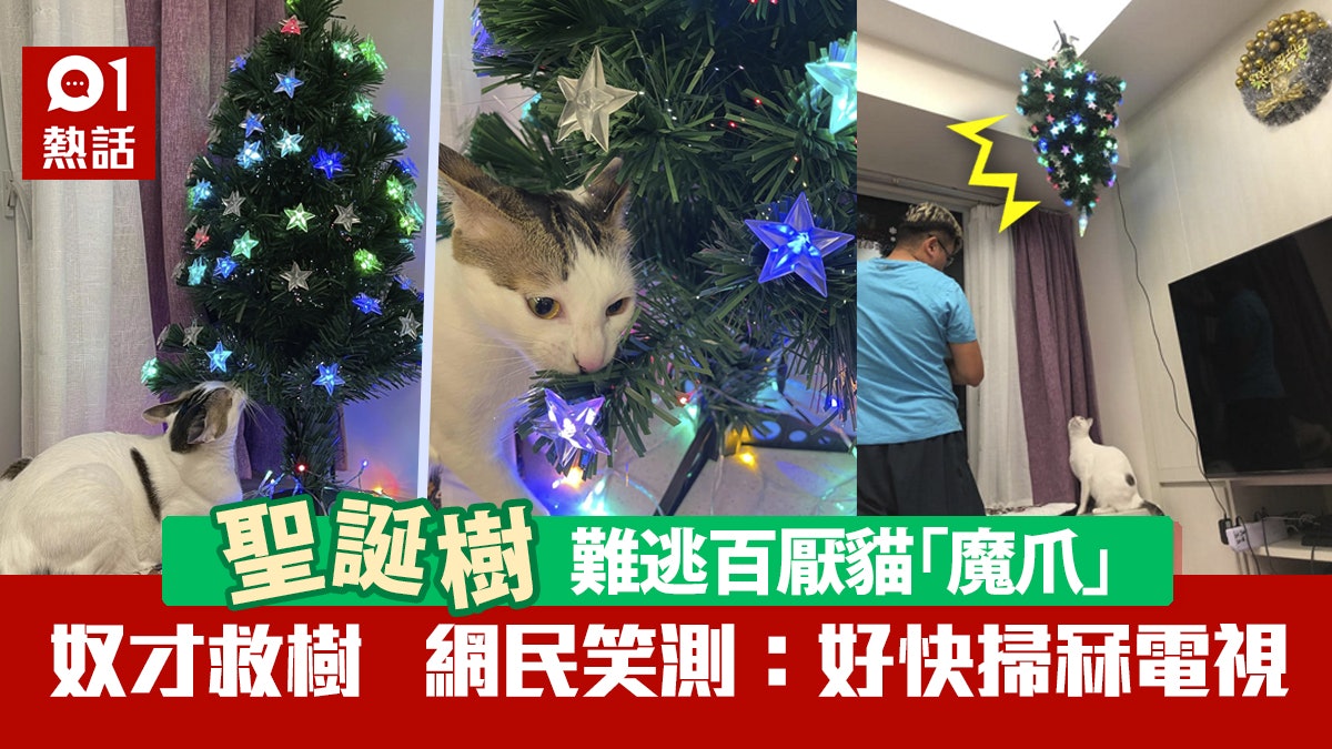 聖誕樹擺好5分鐘陣亡 貓奴奇招阻主子破壞 網民笑:電視好快GG 聖誕樹擺好5分鐘陣亡 貓奴奇招阻主子破壞 網民笑:電視好快GG