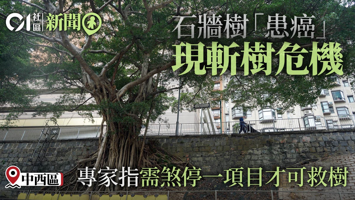 般咸道石牆樹列入古樹名冊 患樹癌再現斬樹危機 般咸道石牆樹列入古樹名冊 患樹癌再現斬樹危機
