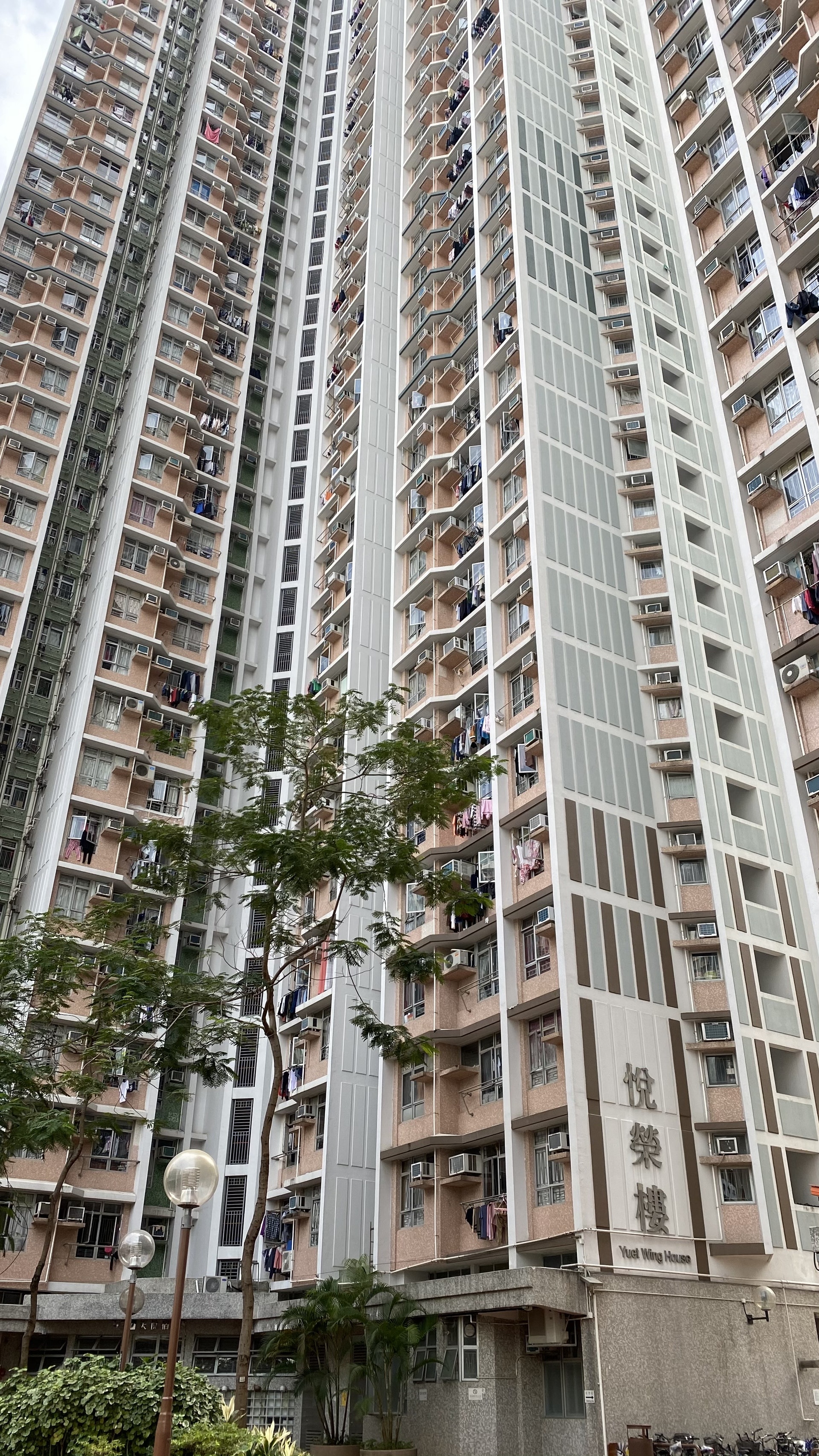 昨日(21日)天水圍天悅邨悅榮樓,有兩隻英國短毛貓由高處墮下,62歲姓鄧貓主兼女戶主涉嫌「殘酷對待動物」被捕。(郭倩雯攝) 昨日(21日)天水圍天悅邨悅榮樓,有兩隻英國短毛貓由高處墮下,62歲姓鄧貓主兼女戶主涉嫌「殘酷對待動物」被捕。(郭倩雯攝)