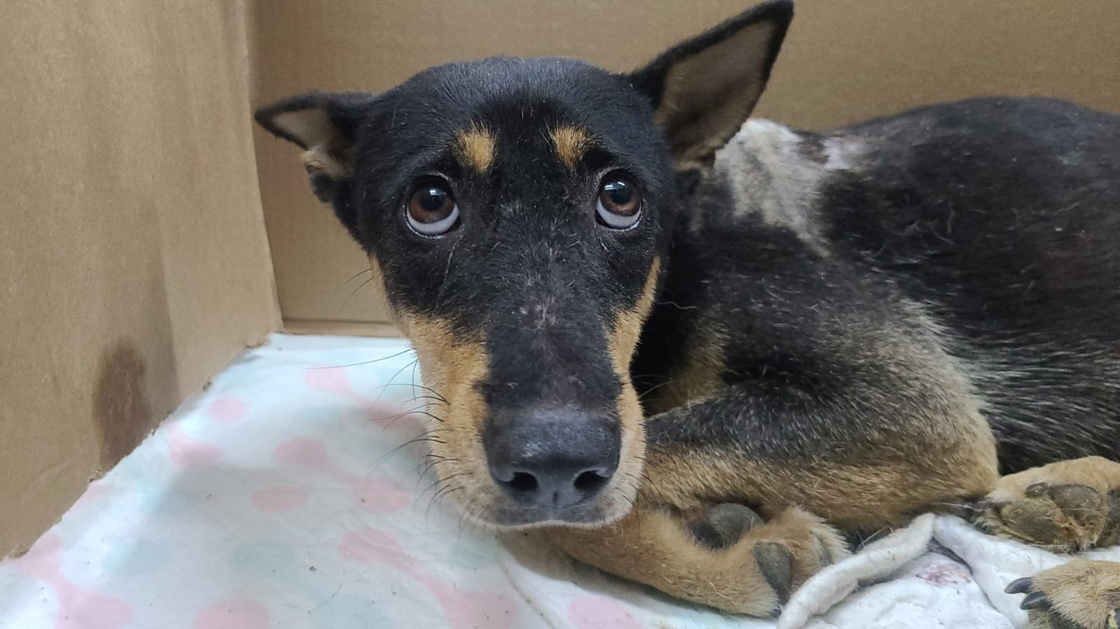 唐狗Sweet早前因為爭食而被其他狗狗攻擊(Facebook圖片:毛孩守護者) 唐狗Sweet早前因為爭食而被其他狗狗攻擊(Facebook圖片:毛孩守護者)