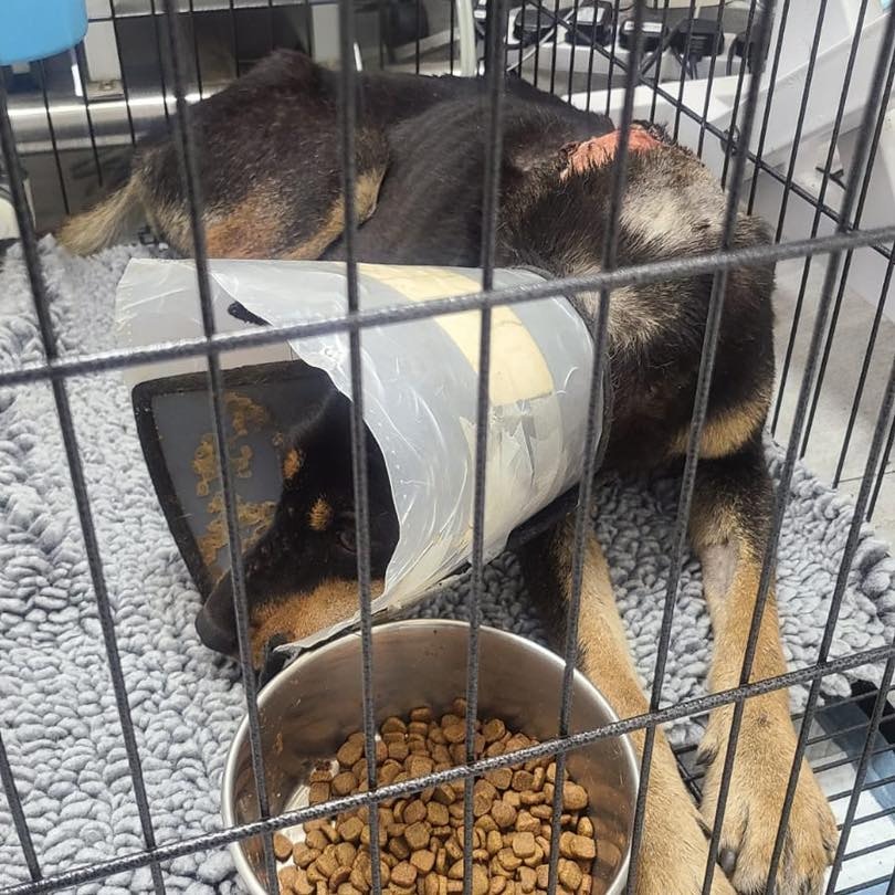 Sweet驚青不已,經常被其他狗欺負。(Facebook圖片:毛孩守護者) Sweet驚青不已,經常被其他狗欺負。(Facebook圖片:毛孩守護者)