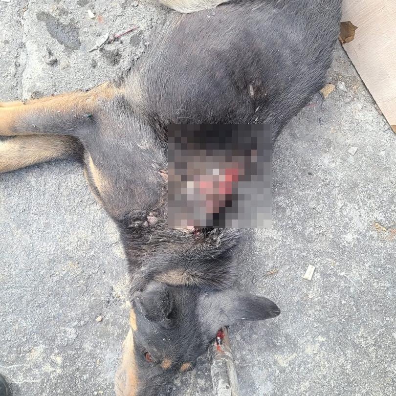 之後才找到Sweet。(Facebook圖片:毛孩守護者) 之後才找到Sweet。(Facebook圖片:毛孩守護者)