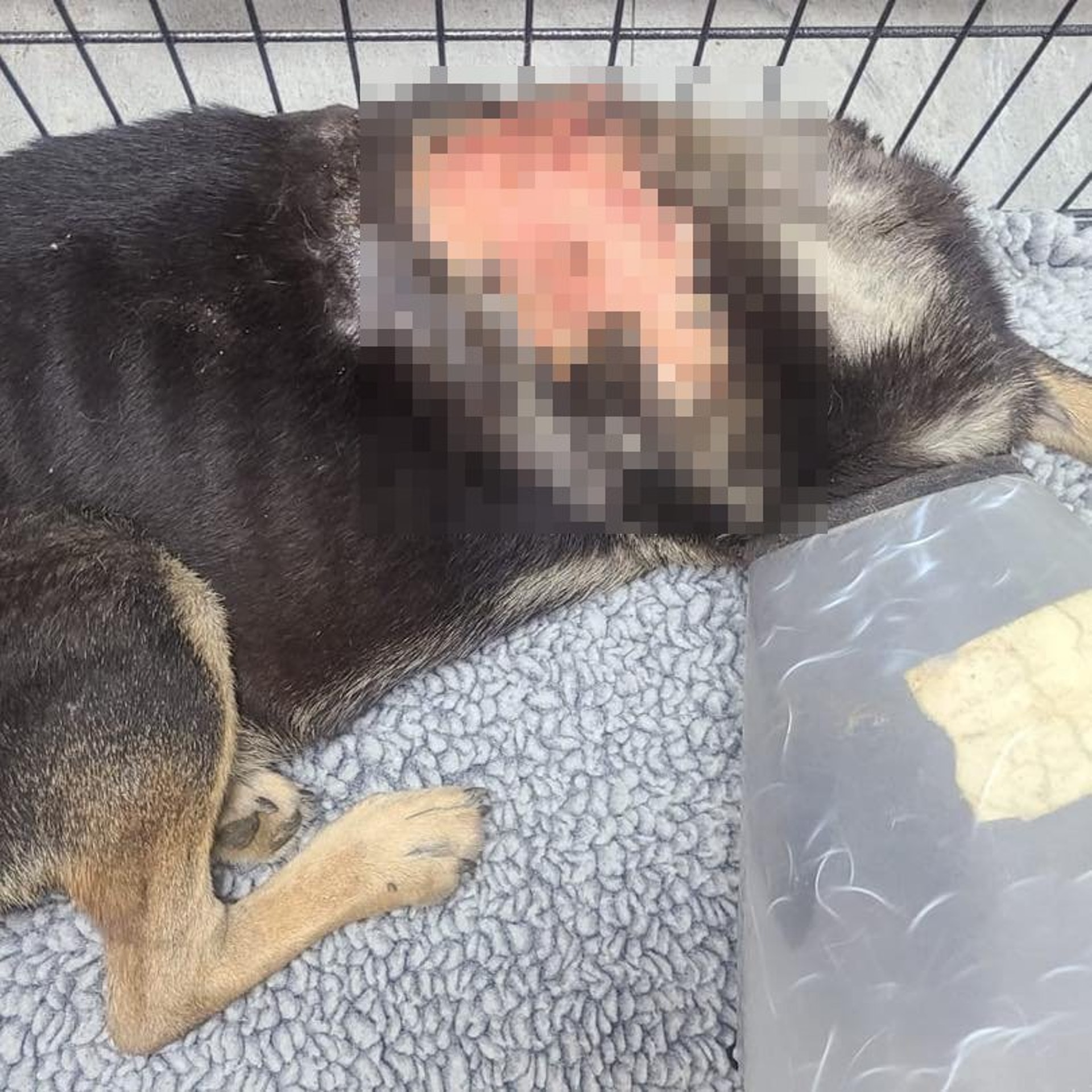 Sweet身上的傷口達成人手掌那麼大。(Facebook圖片:毛孩守護者) Sweet身上的傷口達成人手掌那麼大。(Facebook圖片:毛孩守護者)