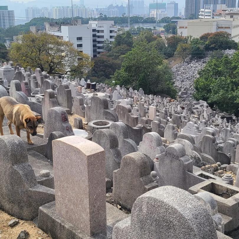 毛守接報到場,在墳場找了近30分鐘。(Facebook圖片:毛孩守護者) 毛守接報到場,在墳場找了近30分鐘。(Facebook圖片:毛孩守護者)