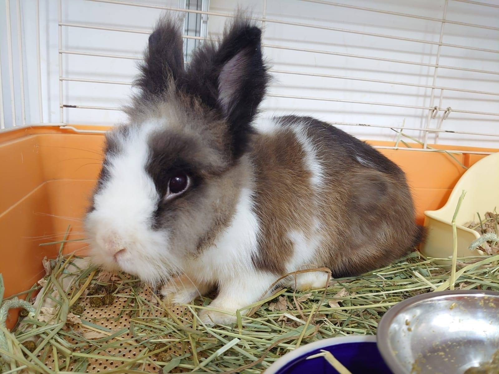 於冬至發現、名為Solstice的兔子樣子可愛。(「兔協 HKRS - 香港兔友協會 Hong Kong Rabbit Society」Facebook圖片) 於冬至發現、名為Solstice的兔子樣子可愛。(「兔協 HKRS - 香港兔友協會 Hong Kong Rabbit Society」Facebook圖片)