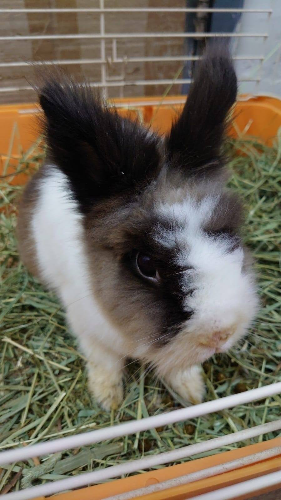 其主人留下的字條中提到兔子有牙齒問題,需定期磨牙。(「兔協 HKRS - 香港兔友協會 Hong Kong Rabbit Society」Facebook圖片) 其主人留下的字條中提到兔子有牙齒問題,需定期磨牙。(「兔協 HKRS - 香港兔友協會 Hong Kong Rabbit Society」Facebook圖片)