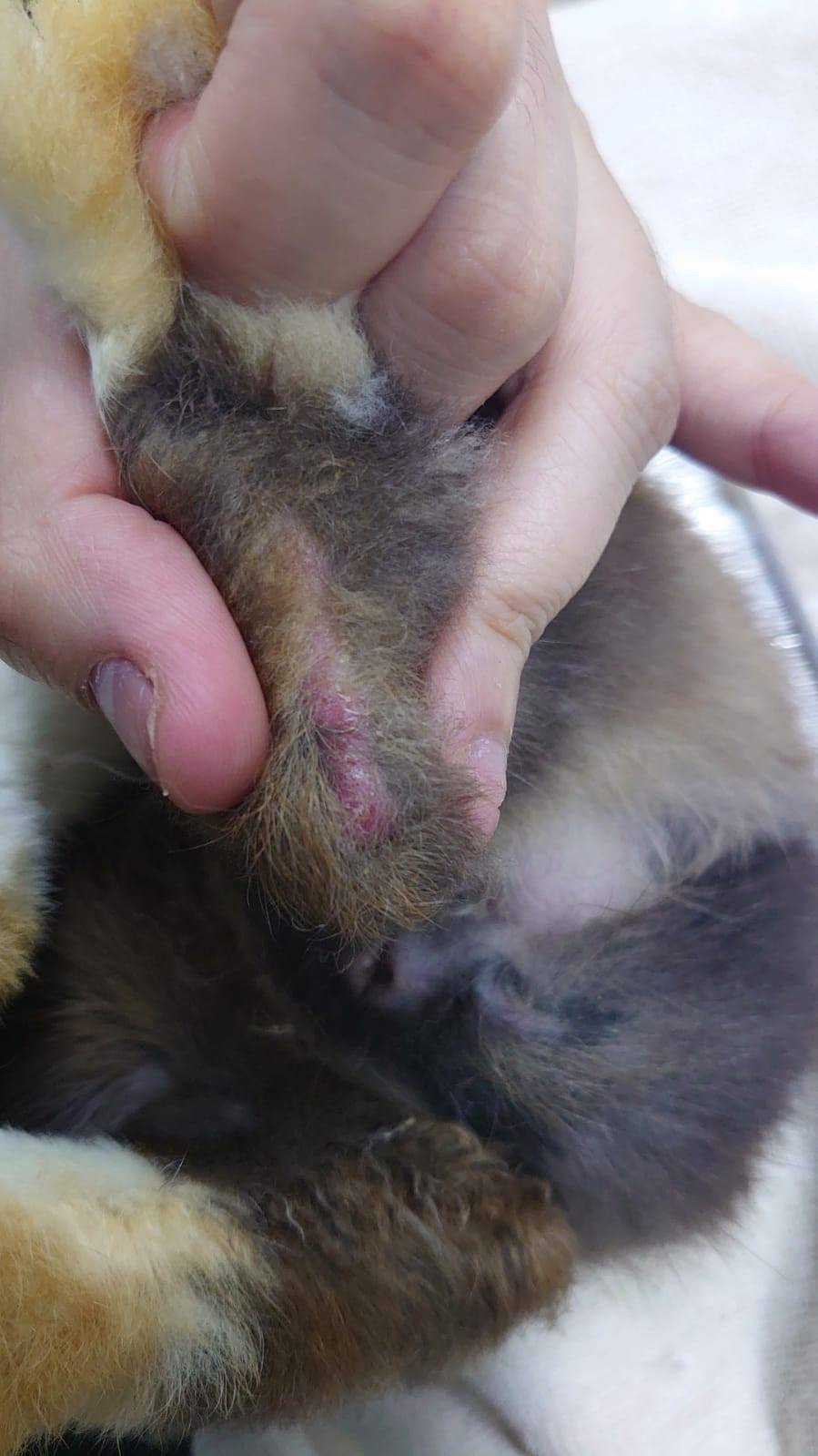 經基本身體檢查後職員發現,兔子出現過瘦並有腳瘡問題。(「兔協 HKRS - 香港兔友協會 Hong Kong Rabbit Society」Facebook圖片) 經基本身體檢查後職員發現,兔子出現過瘦並有腳瘡問題。(「兔協 HKRS - 香港兔友協會 Hong Kong Rabbit Society」Facebook圖片)