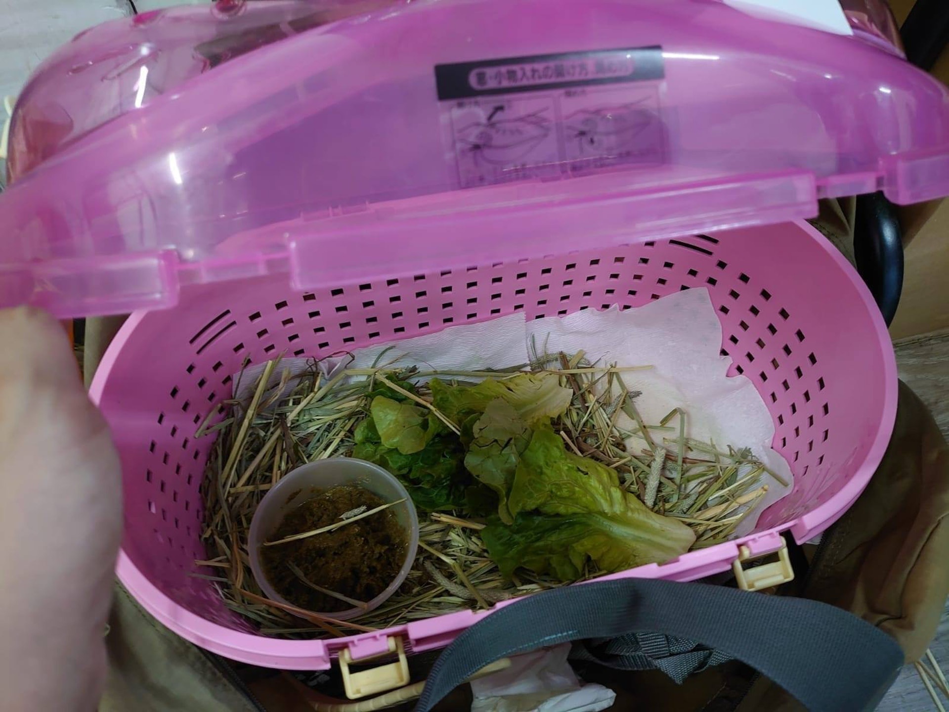 昨日上午有一男子將一隻有牙齒問題的兔子棄於協會門外,並遺下字條表示因疫情失業無法再照顧兔子。(「兔協 HKRS - 香港兔友協會 Hong Kong Rabbit Society」Facebook圖片) 昨日上午有一男子將一隻有牙齒問題的兔子棄於協會門外,並遺下字條表示因疫情失業無法再照顧兔子。(「兔協 HKRS - 香港兔友協會 Hong Kong Rabbit Society」Facebook圖片)