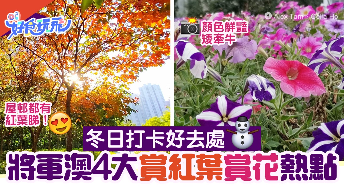 將軍澳4大冬日賞花好去處景林邨紅葉打卡 必賞單車公園矮牽牛 香港01 旅遊